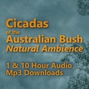 Cicadas of the Australian Bush Natural Ambience 1 and 10 Hour Audio Downloads MP3 for Summer Noise