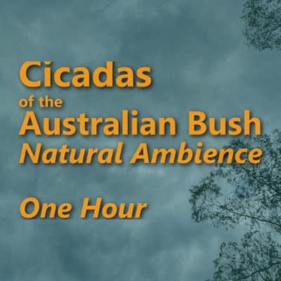 Cidadas Natural Ambience_One Hour