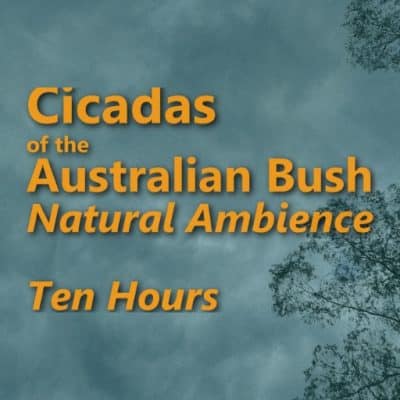 Cicadas Ambient Sounds_TenHours