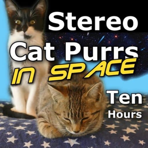Cat Purrs Ten Hours
