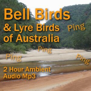 Bell Birds and Lyre Birds of Australia 2 Hour Ambient Audio MP3 from Colo River