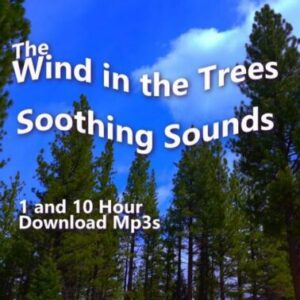 Wind in the Pine Trees Soothing Sounds 10 Hour MP3 Download. Image shows green pine trees under a blue sky, emphasizing the natural noise for sleep and tinnitus relief.