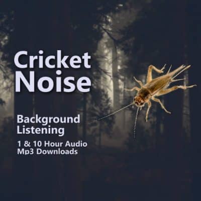 Cricket Background Sounds